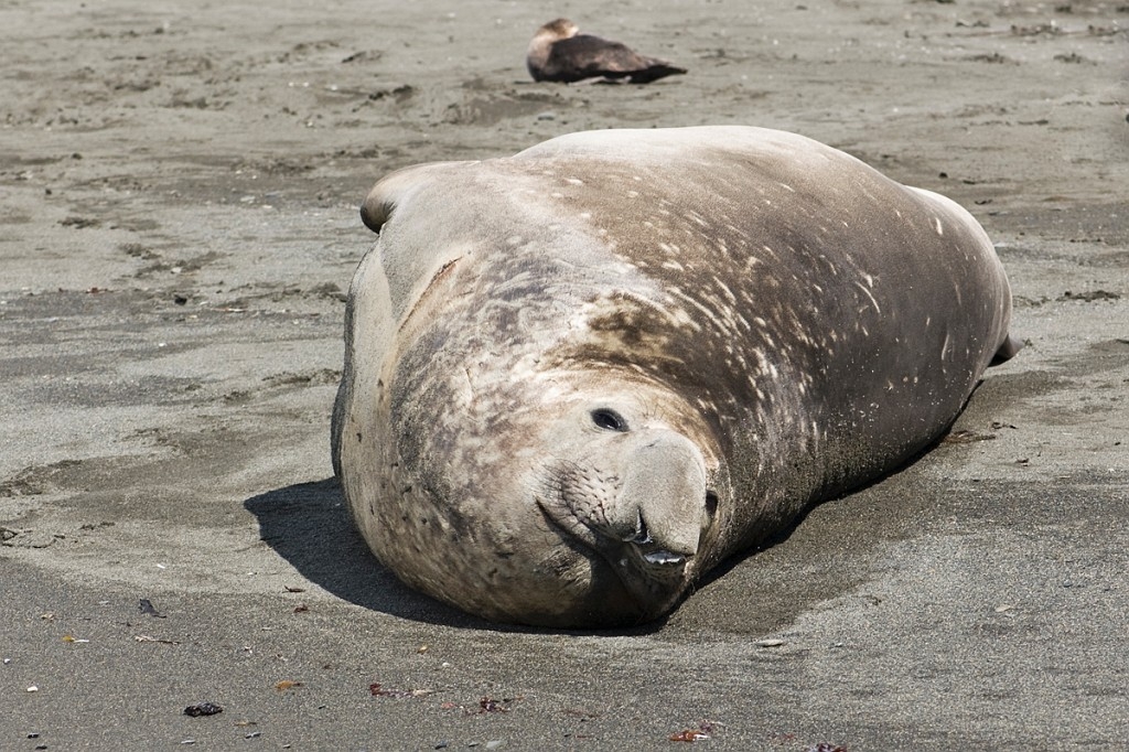 Elephant seal.20081113_3854.jpg - Southern Elephant Seal (Mirounga leonine), South Gerogia November 2008